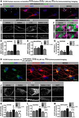Aβ Assemblies Promote Amyloidogenic Processing of APP and Intracellular Accumulation of Aβ42 Through Go/Gβγ Signaling